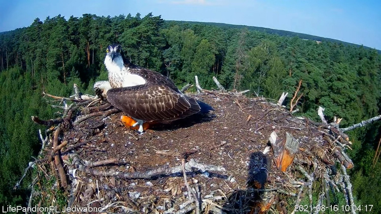 livebirdspoland_24ef262f13cef25c8a0b1f50784d47c9.jpg