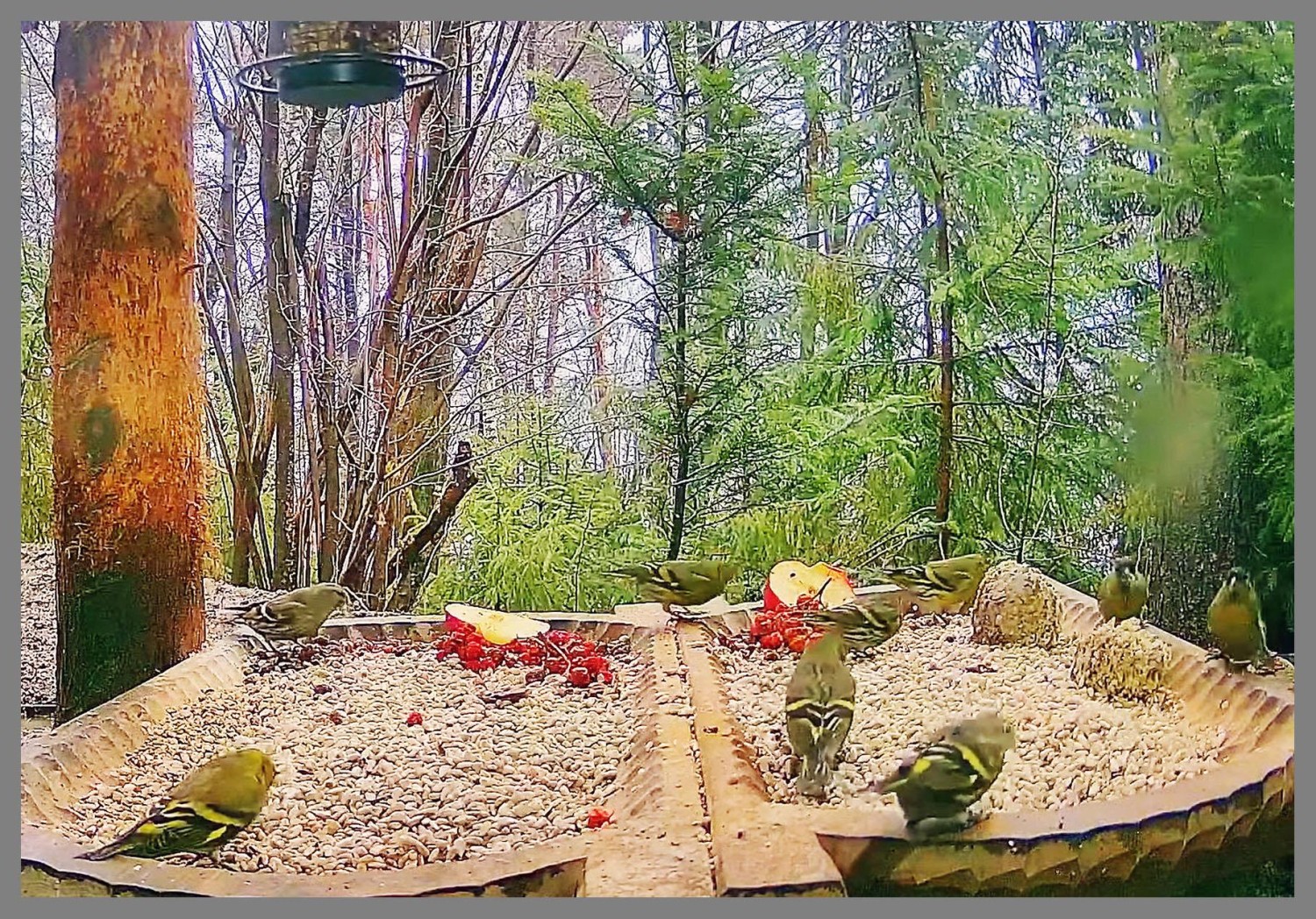 livebirdspoland_25d2fea57b4dfbd5a918721509ea7072.jpg