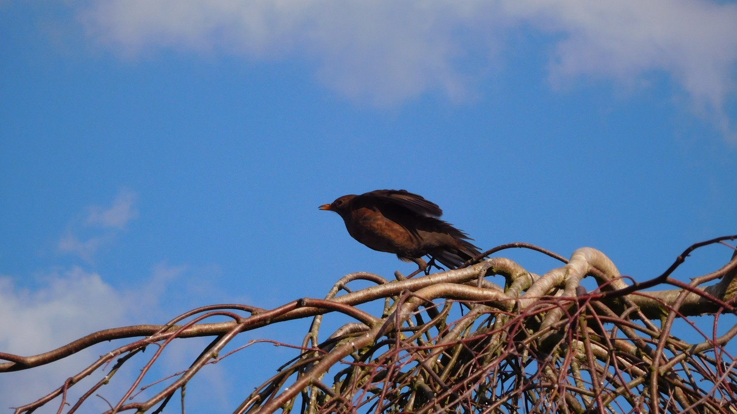 livebirdspoland_ada1cdeac3cb8e24cf4690394afd6c71.jpg