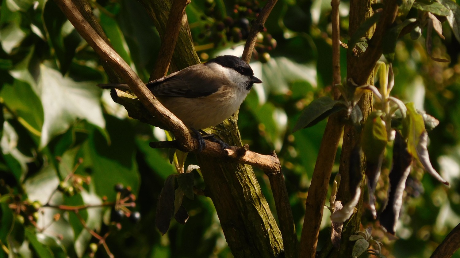 livebirdspoland_cf8f2f28d3f3039eaef014745470e216.jpg