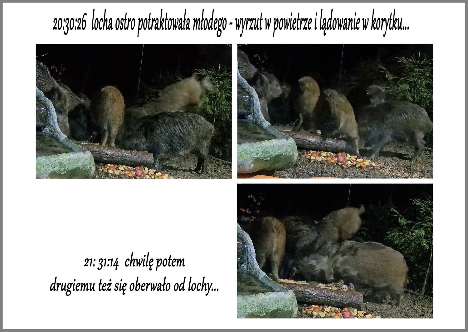 livebirdspoland_caf8debc20ab9ccad0c9203439761f83.jpg