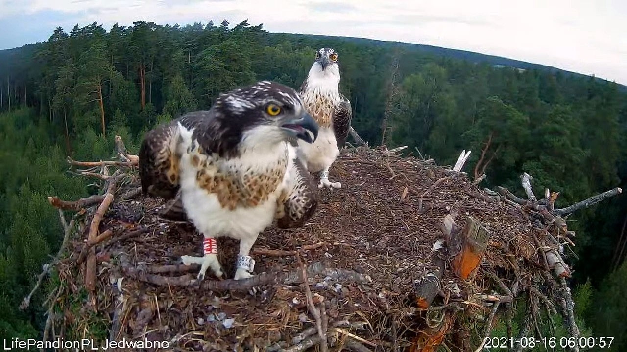 livebirdspoland_b26d7afb32f648a9a590184eacbf0309.jpg