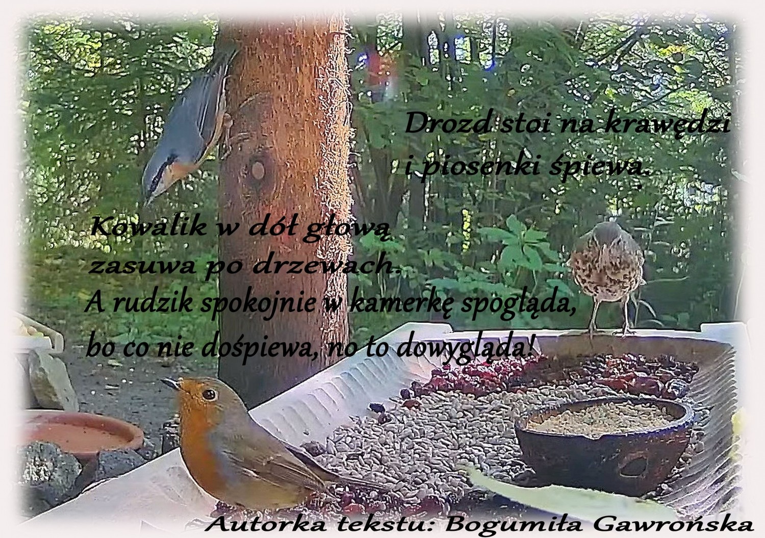 livebirdspoland_0662d126c7473f636e9048555a4683a3.jpg