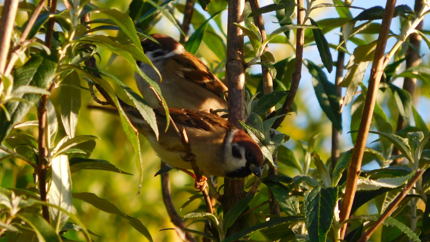 livebirdspoland_0c76afc6314b1fc7867cddfb6a94d99c.jpg