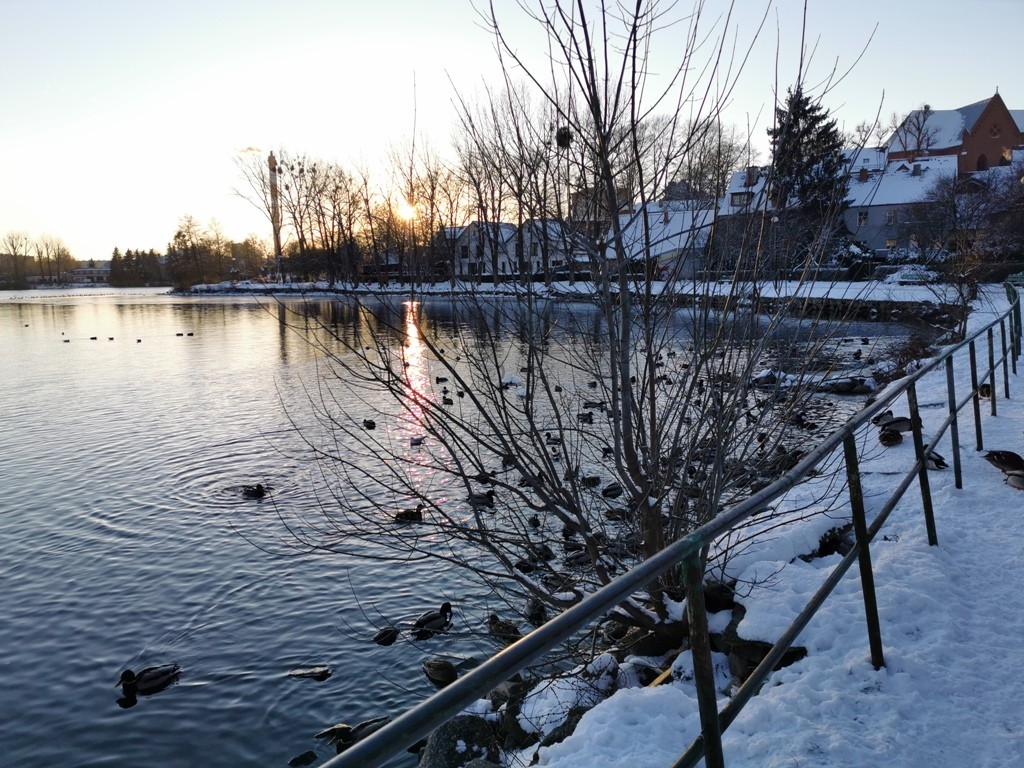 livebirdspoland_15bff681ef8d788a666c03fef49d6d11.jpg