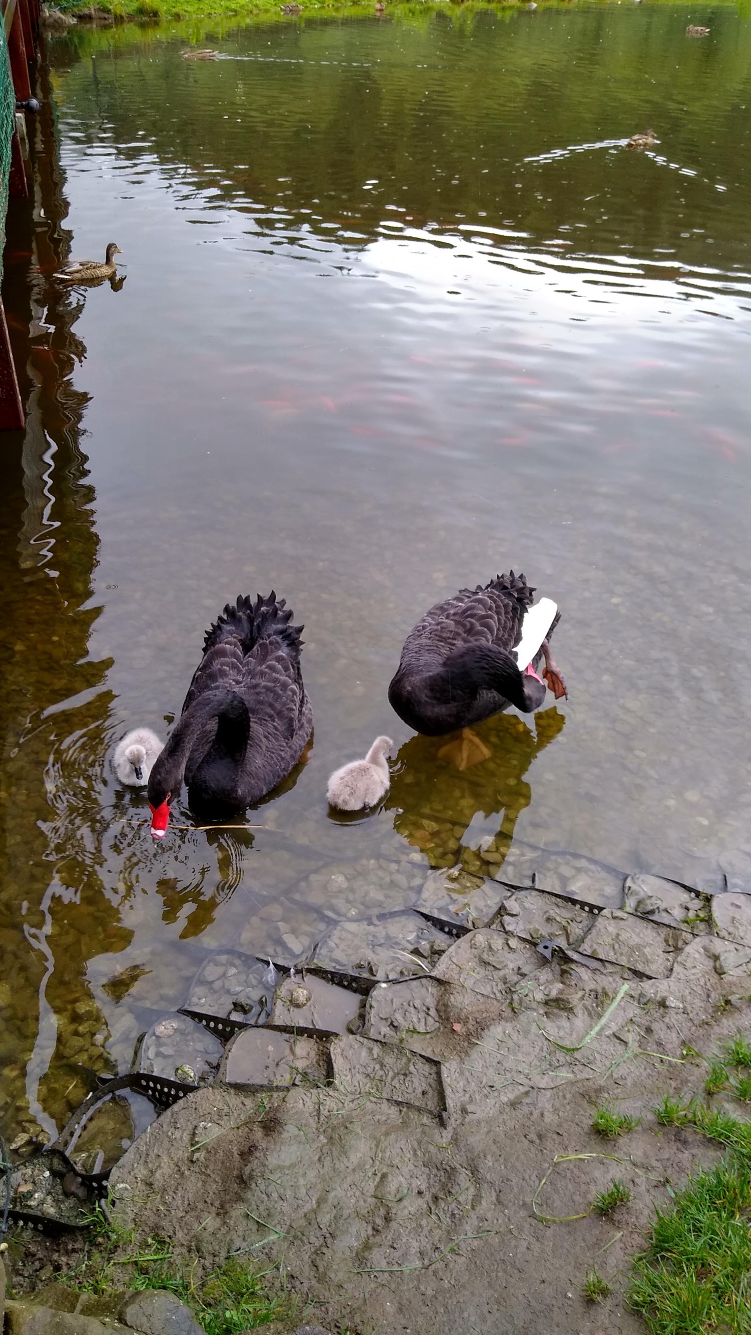 livebirdspoland_8b41329804fa4e0b742a2324ad459f1c.jpg