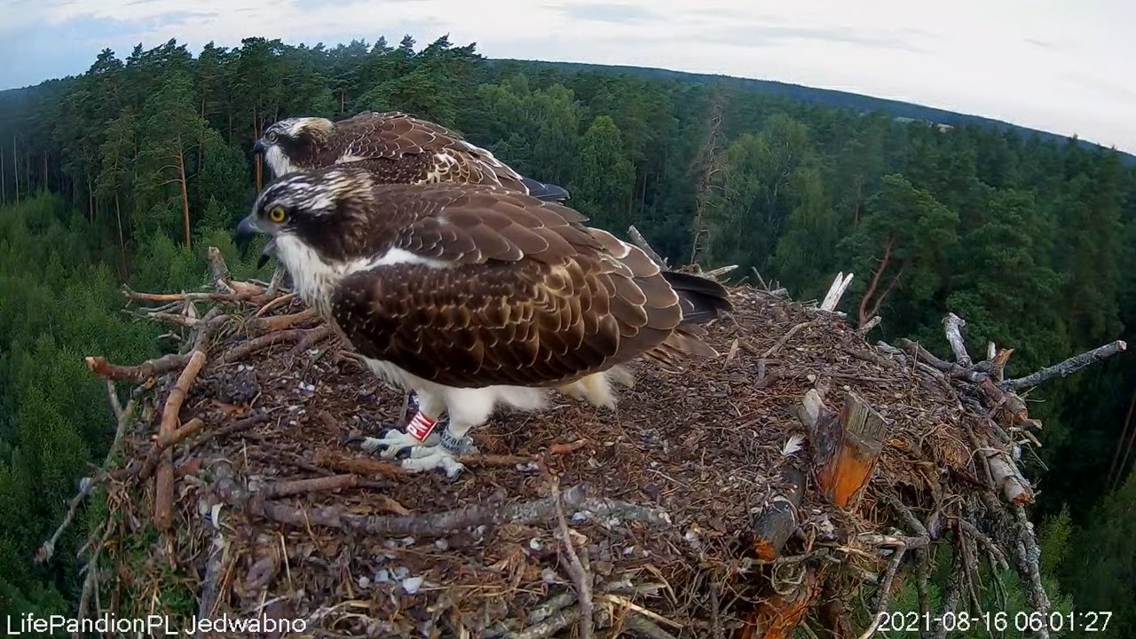 livebirdspoland_ecdb926e7250514fc30baea5c94106e7.jpg