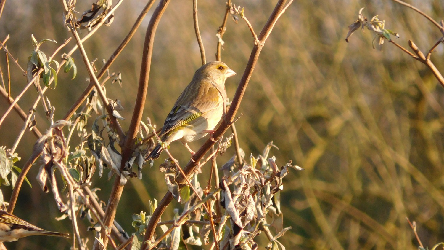 livebirdspoland_e52386df2b9428972c56b386fe76b5c3.jpg