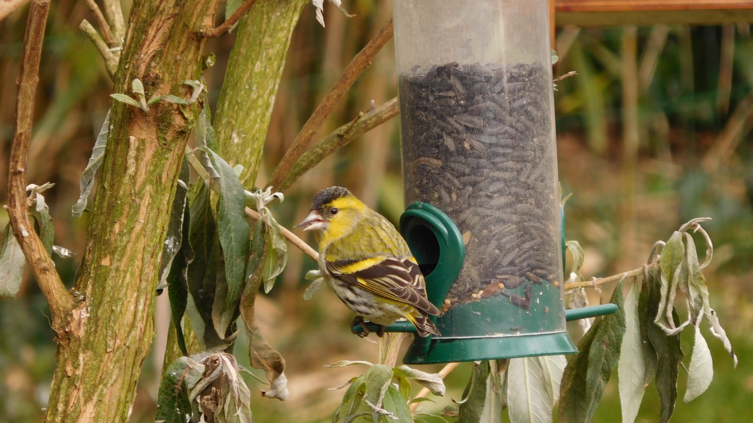 livebirdspoland_a36e4a3ed6979285a1aa09ac72706c2e.jpg