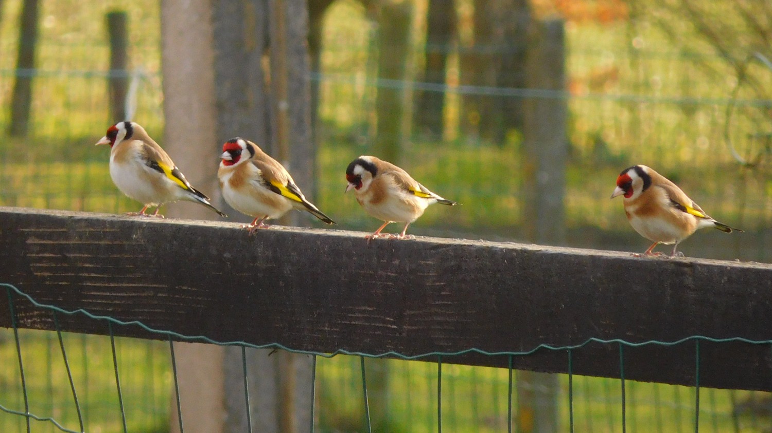 livebirdspoland_2942d375c8d2e33072283522474957fd.jpg