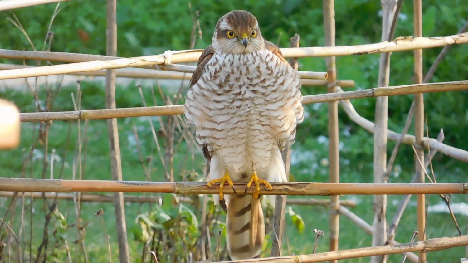 livebirdspoland_ac2225795769cd695b010514946c0e1f.jpg