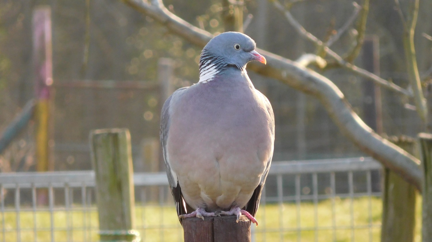 livebirdspoland_17ae0babccba0eb8ceb51949d18d65a0.jpg