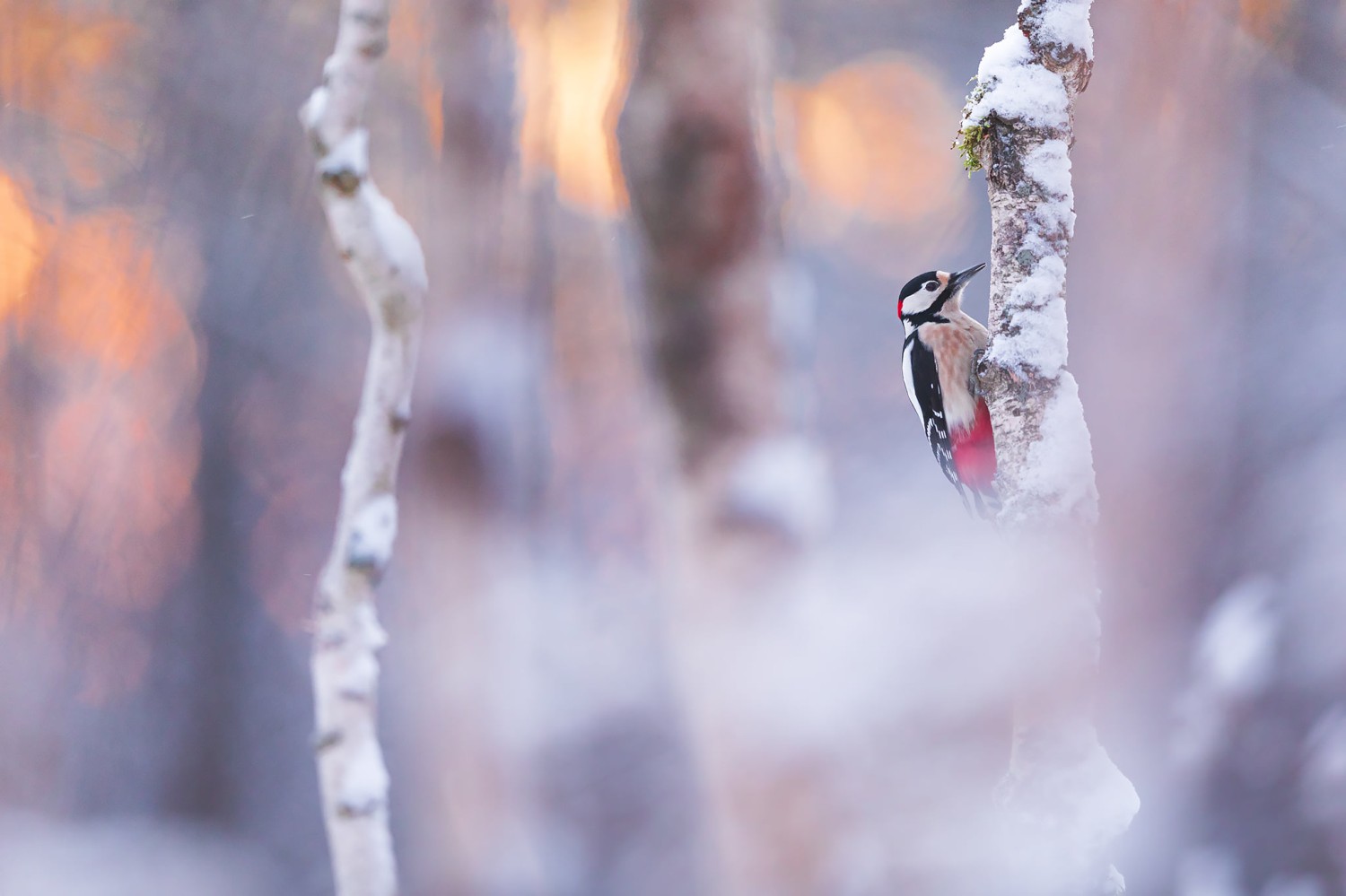 livebirdspoland_26dff25e58d777763b876f0885452086.jpg