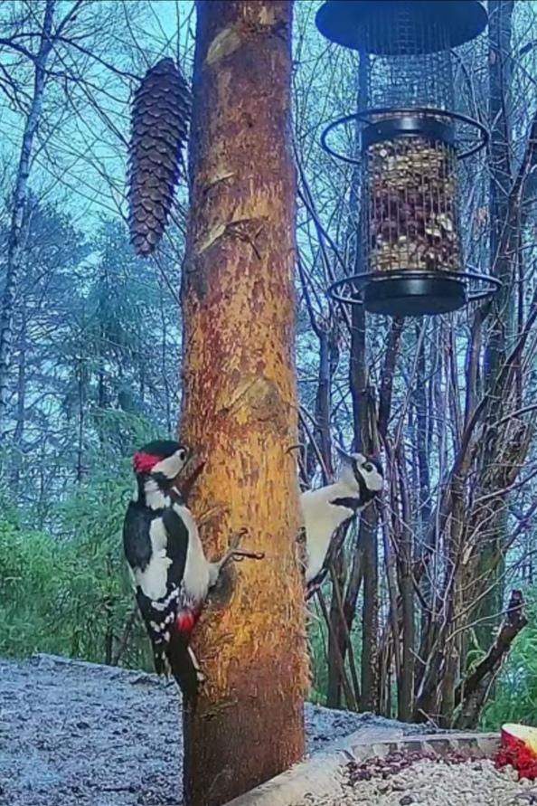 livebirdspoland_383fc1cf8f35fd52dd2718960ccfac50.jpg