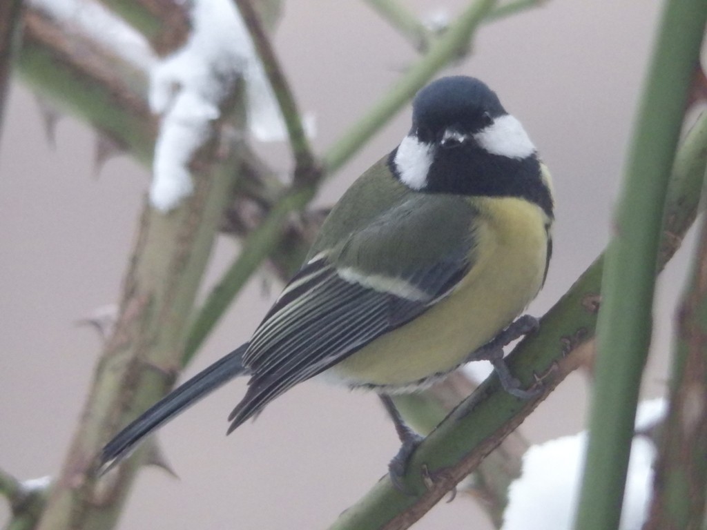 livebirdspoland_589aafb53355a8b8d4d295ce105c6fa0.jpg