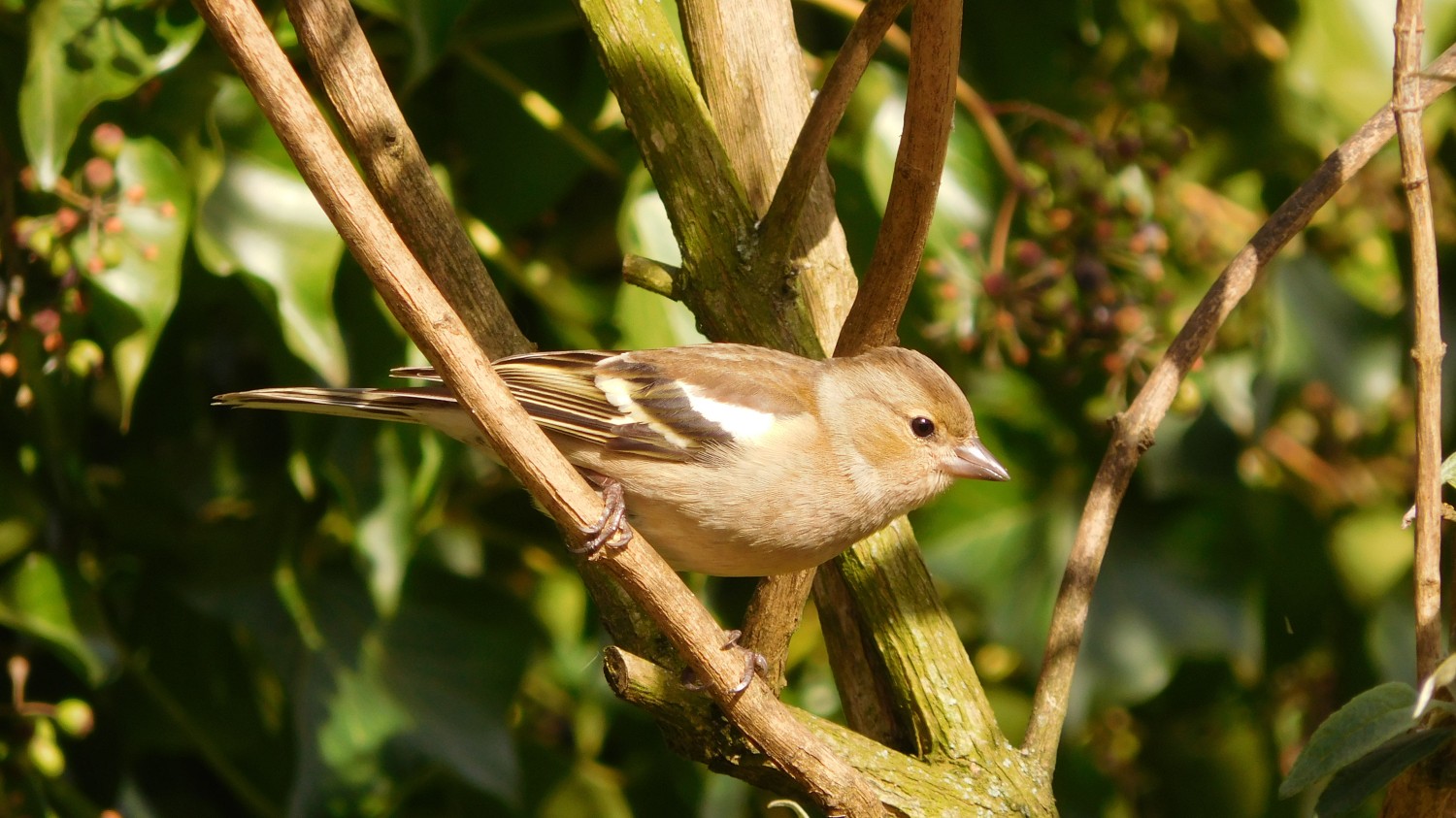 livebirdspoland_33645fda69f4b65aa1d8dd924acde487.jpg