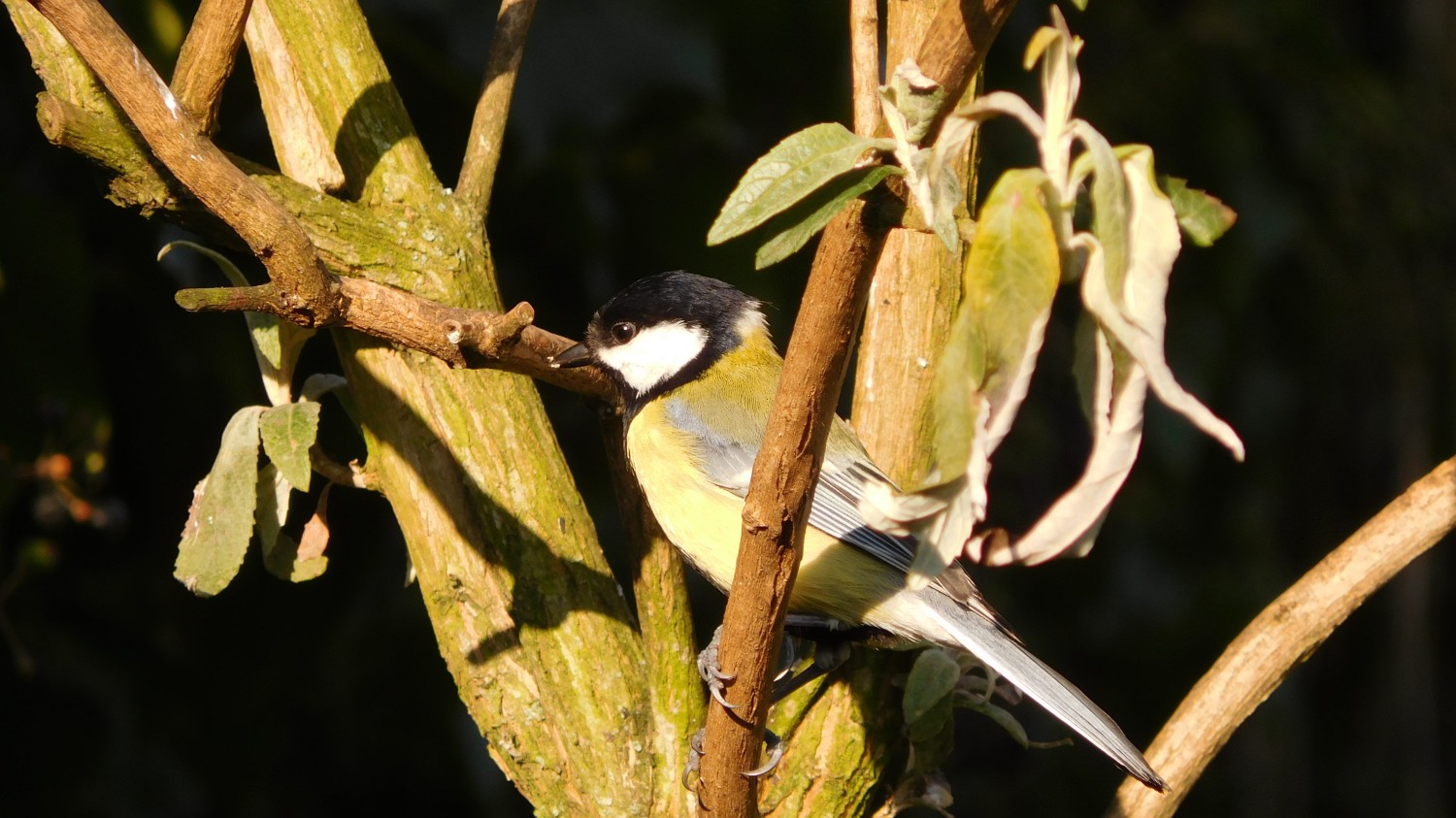 livebirdspoland_df1aa97b287aaf11389f9e65b618e38c.jpg
