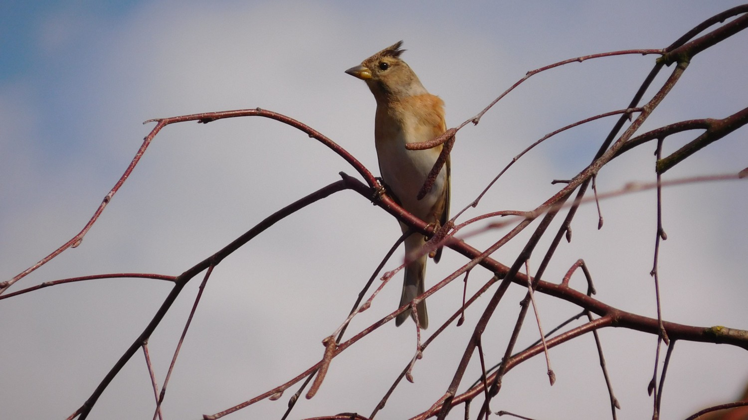 livebirdspoland_c085f004eb62431ac1c9c36ffa6dd006.jpg