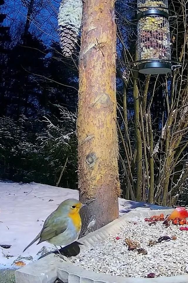 livebirdspoland_ff5d1d9da42d8349dd35590436a54873.jpg