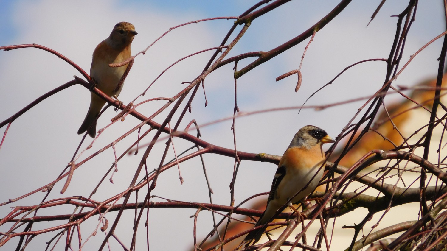 livebirdspoland_0210530abd9f97bc9a92b55b37be7004.jpg