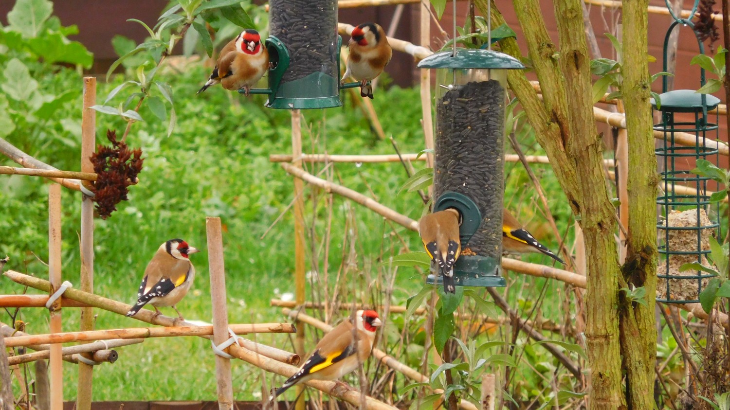 livebirdspoland_b59f0a3034ca6c99fd340c244d4265c9.jpg