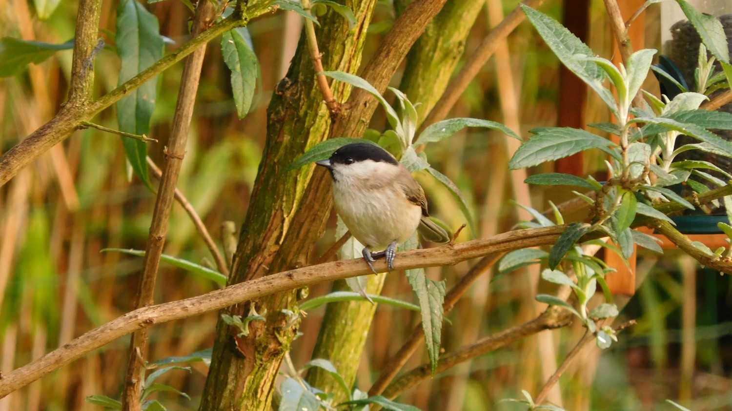 livebirdspoland_cb4981a1752d7dad62af795b24c1fc87.jpg