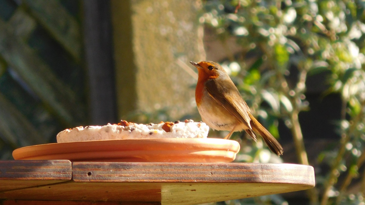 livebirdspoland_15c3486aff0c7b67eb6990a7c021ce5e.jpg