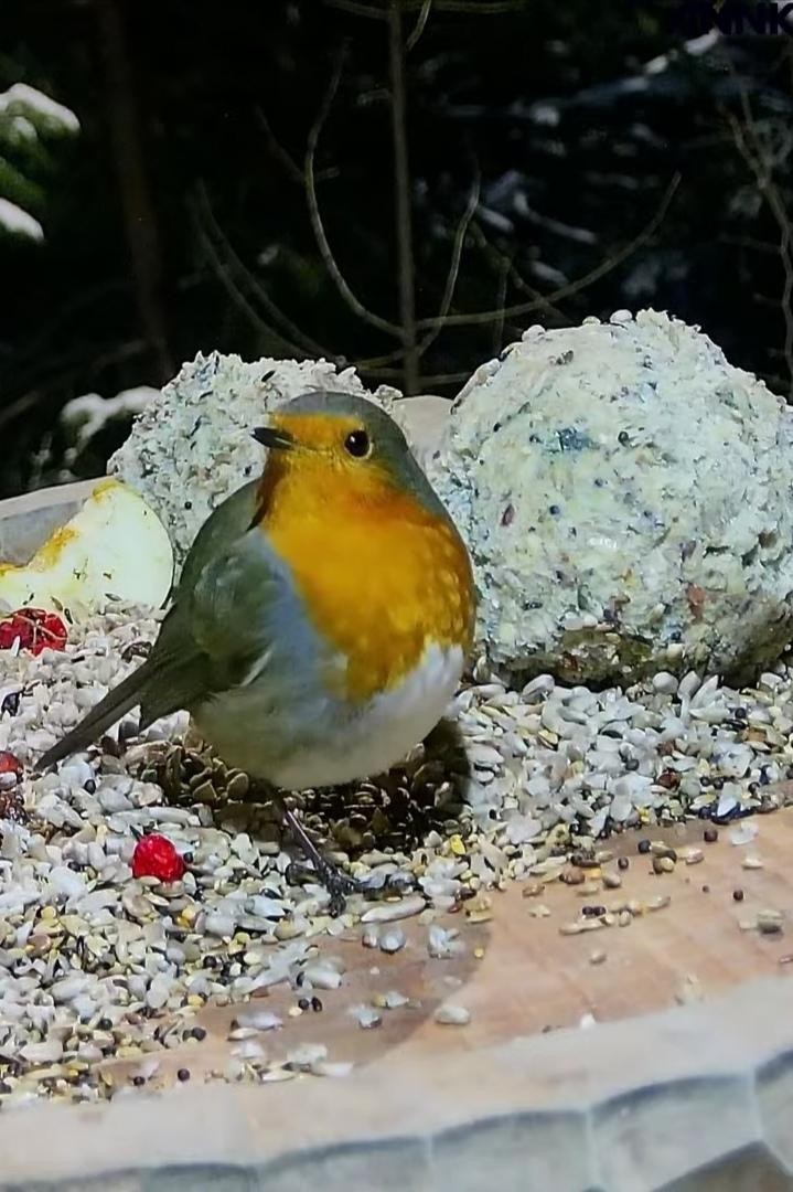 livebirdspoland_3e34e545fe6e4268bdb9f791ec4abe15.jpg