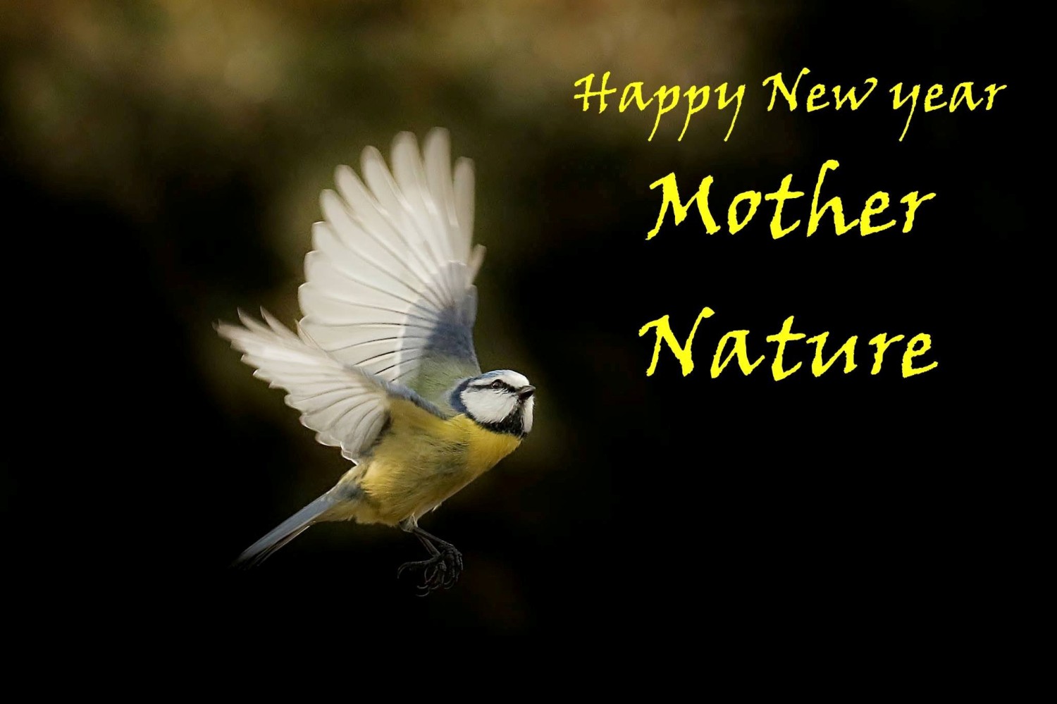 livebirdspoland_56dc16132436013acf4a624a0281759e.jpg
