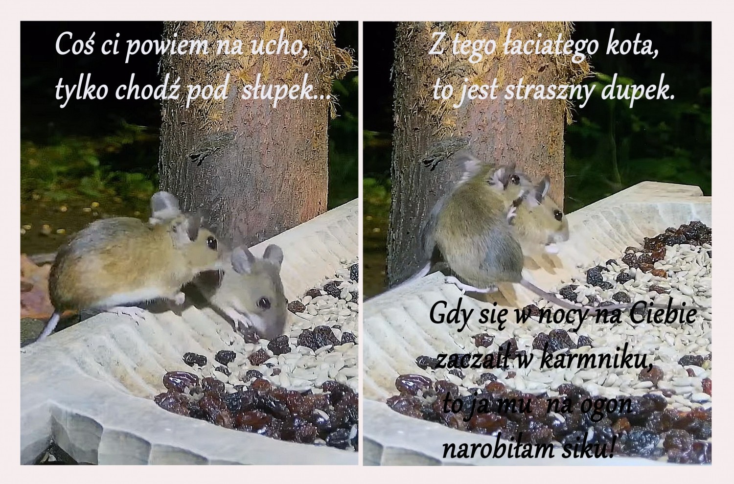 livebirdspoland_8183f723e0fbfbe2d89aa2803e3af68b.jpg