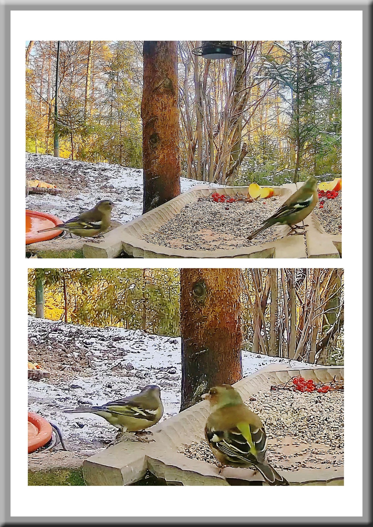 livebirdspoland_e142d74239b2df493751bfe694989192.jpg