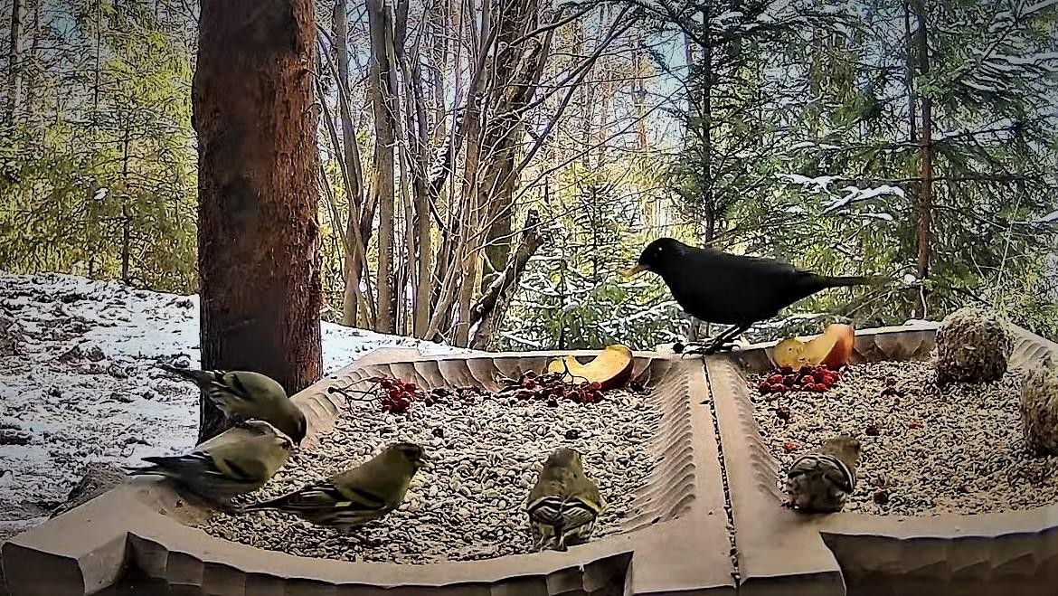 livebirdspoland_bfe7c140e9c659201bdbf3961281843f.jpg