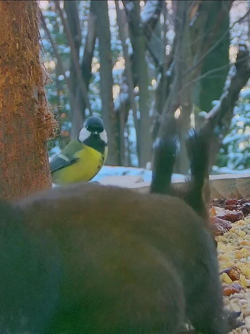 livebirdspoland_1a5af3598b7497f344a4ee49e5e8fbe2.jpg