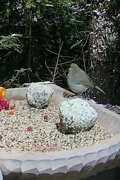 livebirdspoland_e2210a4dbd56f215731e1b8dcb2e70de.jpg