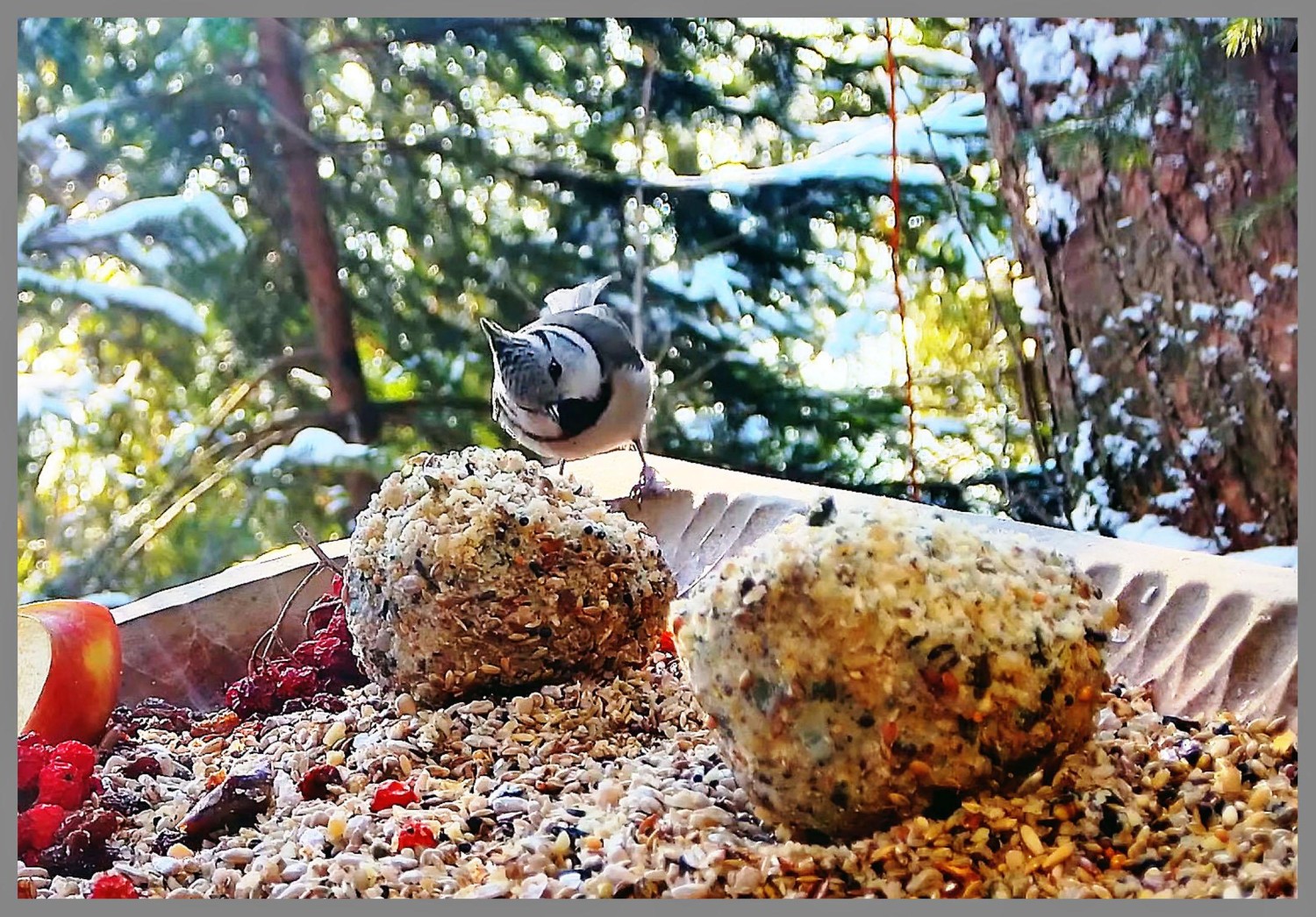 livebirdspoland_40882984837122e51ab18b0aea3847b1.jpg