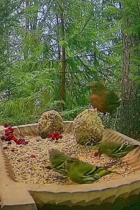 livebirdspoland_c8505fae6863d91d1e7bd4b420ffc810.jpg