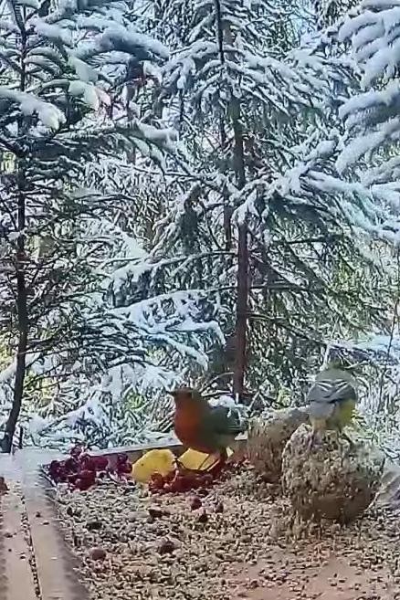 livebirdspoland_051c0ddfc6975a8906756ba3f62fe86d.jpg