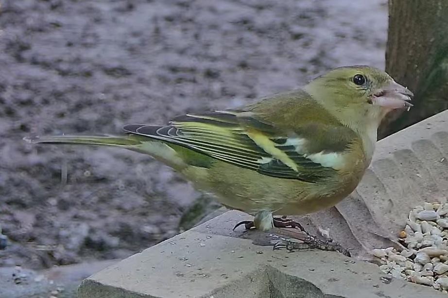 livebirdspoland_8c94f471a8e937966ffdf64385bb8957.jpg