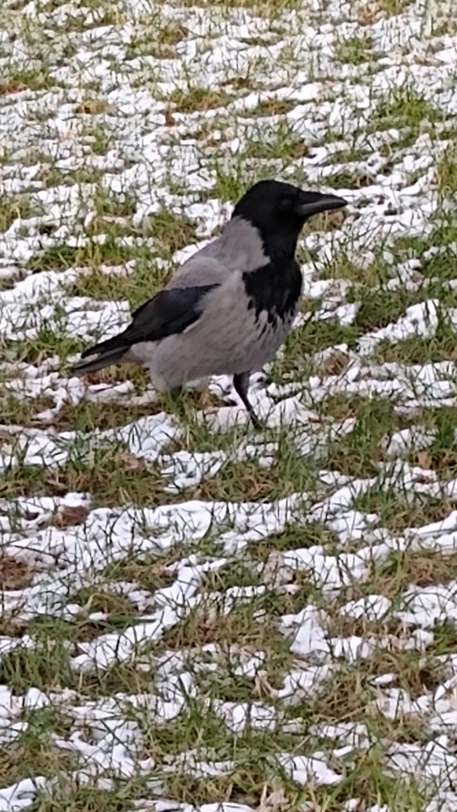 livebirdspoland_973c7821456bc253882dd652ccd5ec22.jpg