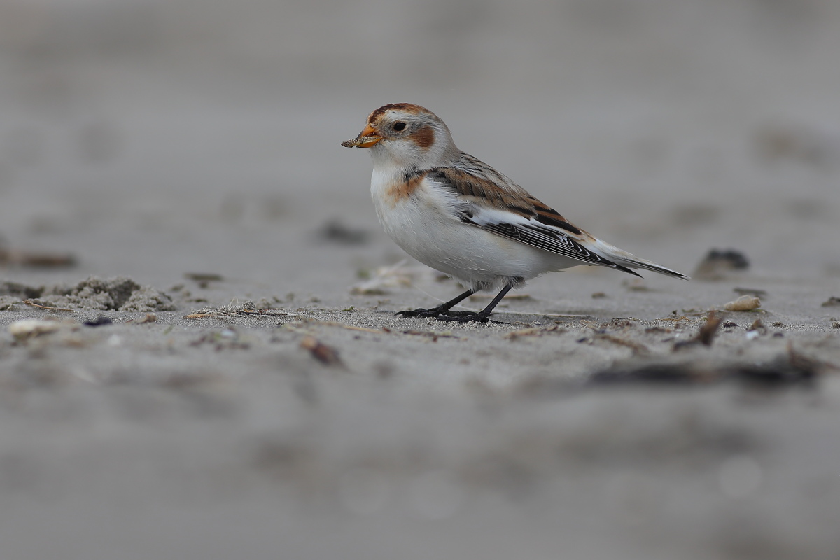 livebirdspoland_5ef5710ce131515d0d7758ae6cd79f6c.png