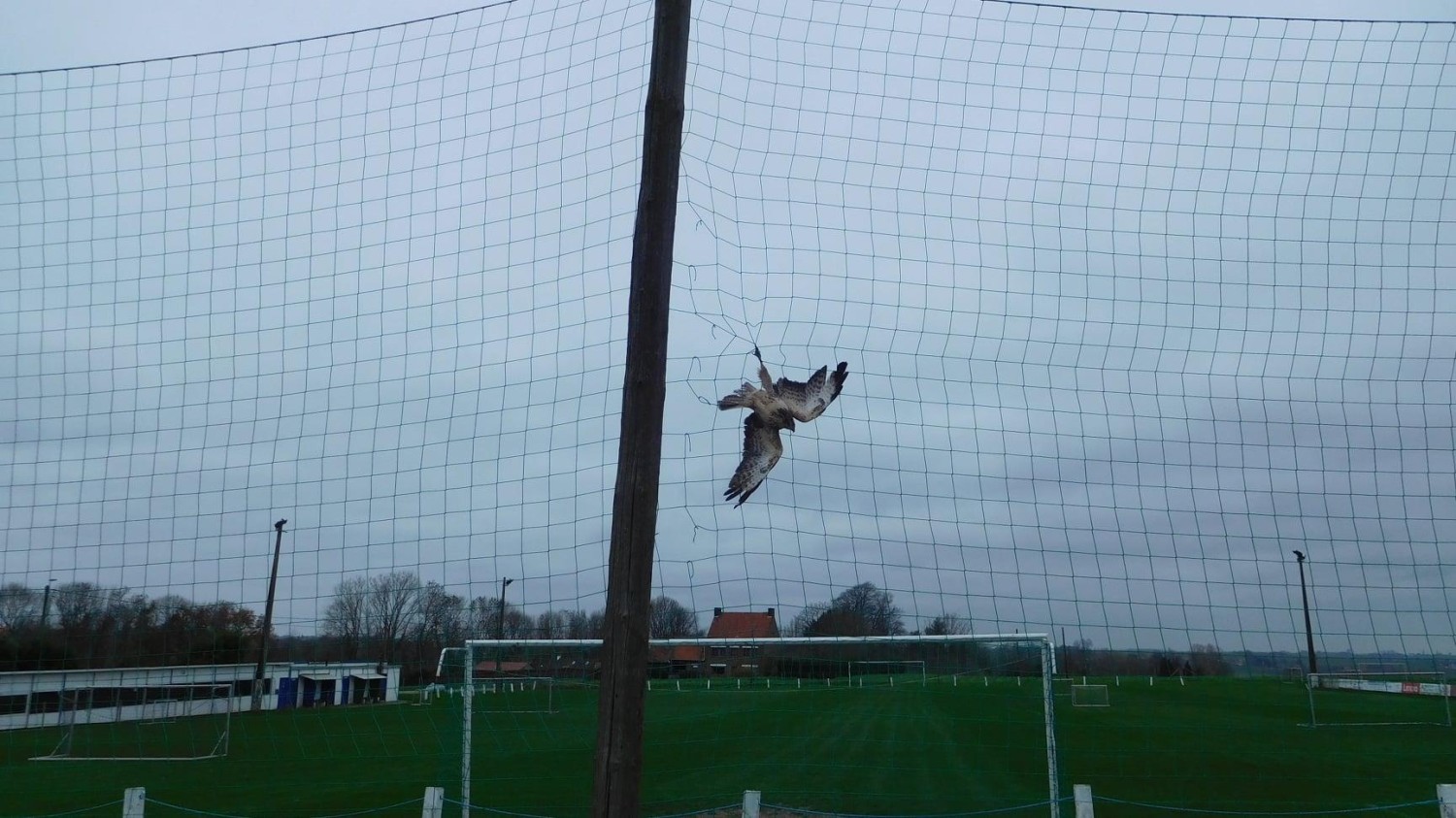 livebirdspoland_29da6eb6771ecbbf817ff676f66c45fe.jpg