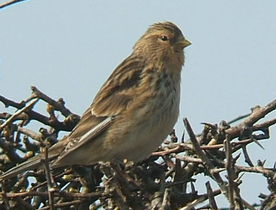 livebirdspoland_cdd7f35bfed6e95b516fadc1194b36ef.png
