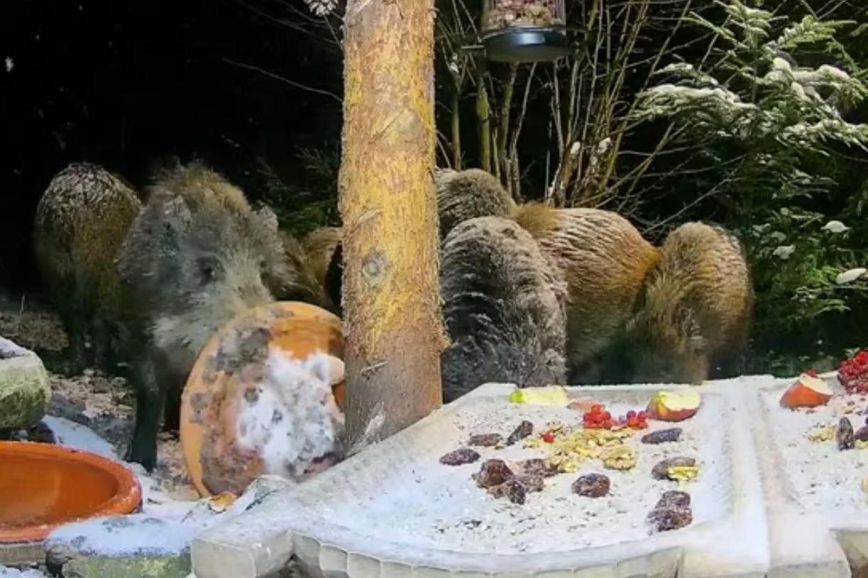 livebirdspoland_a9e25642d92997a2eafc38b6c1496bdb.jpg