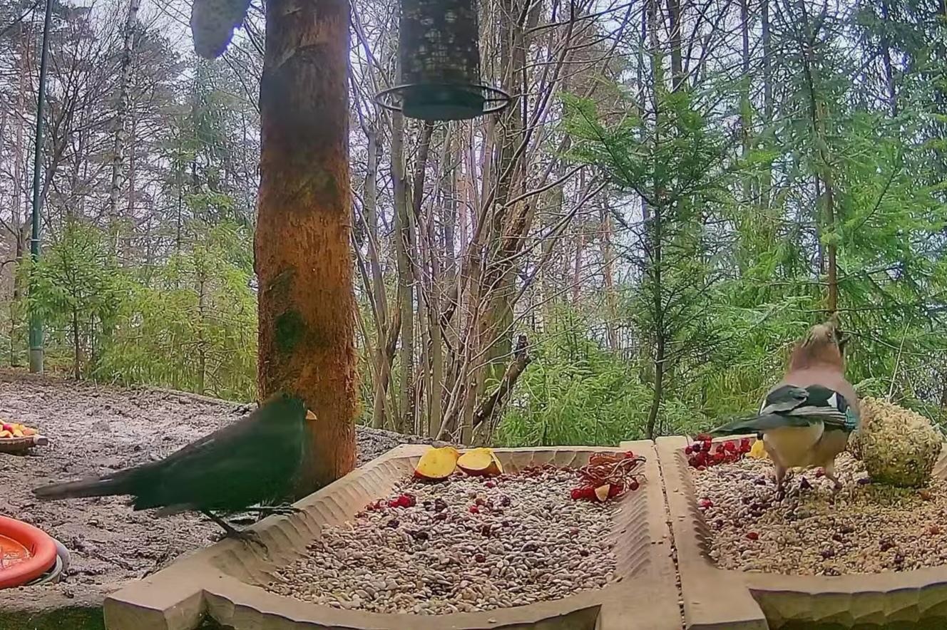 livebirdspoland_29e8a4c722622e23e35c5568a6c6c505.jpg