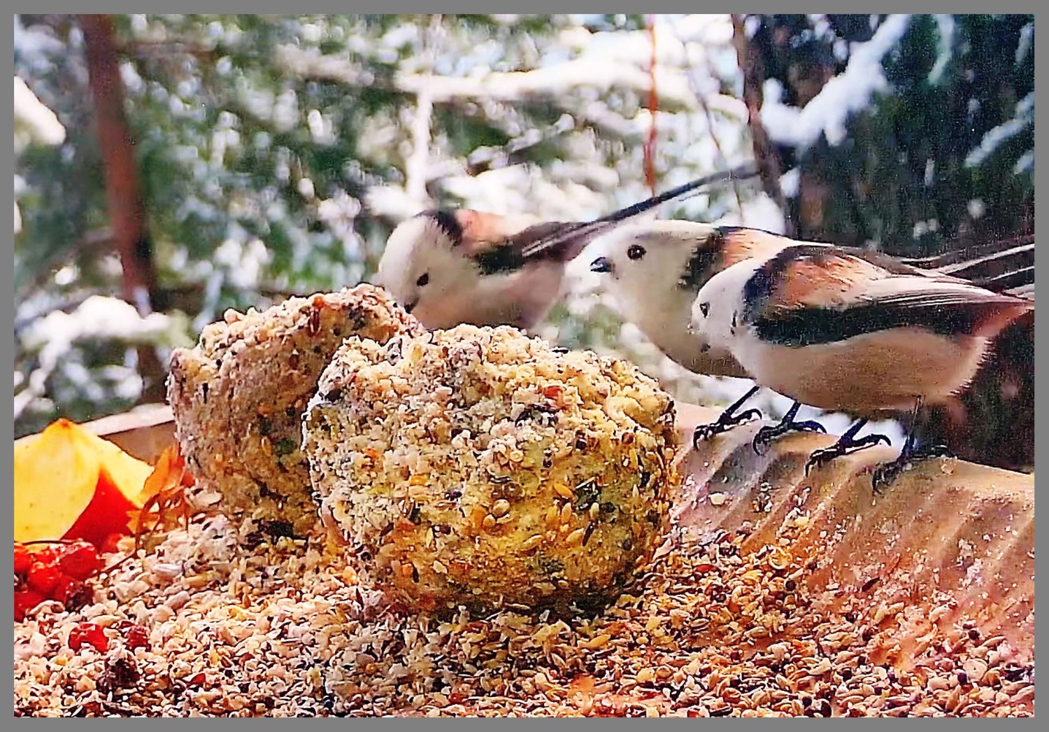 livebirdspoland_d4ed1efe1be1865ff99f2461f8617822.jpg