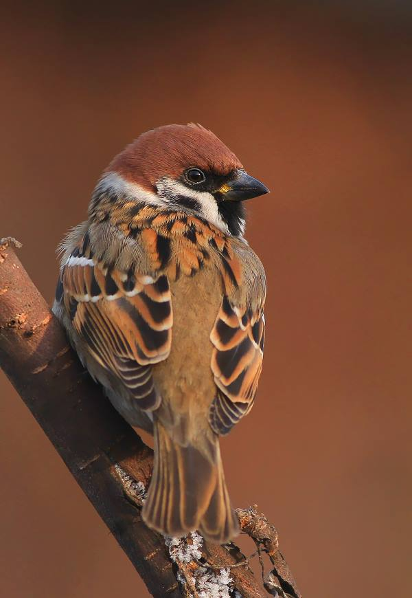 livebirdspoland_0f52dac64f93715b8a90e9de5378ee95.png