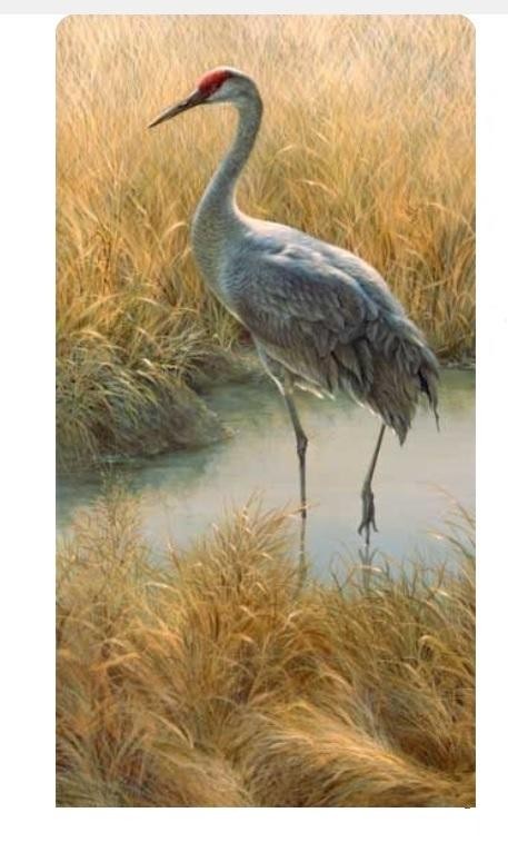 livebirdspoland_120a6966f4adfe3ac65144d9cc0aa499.jpg