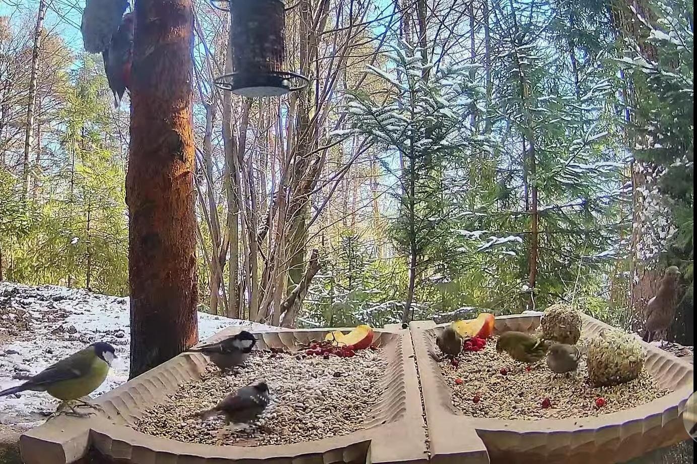 livebirdspoland_52b9f54d59f3f3c663cb1b685d77845e.jpg
