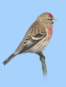 livebirdspoland_41b61d26cc8e2936eac0356aba8e9681.png