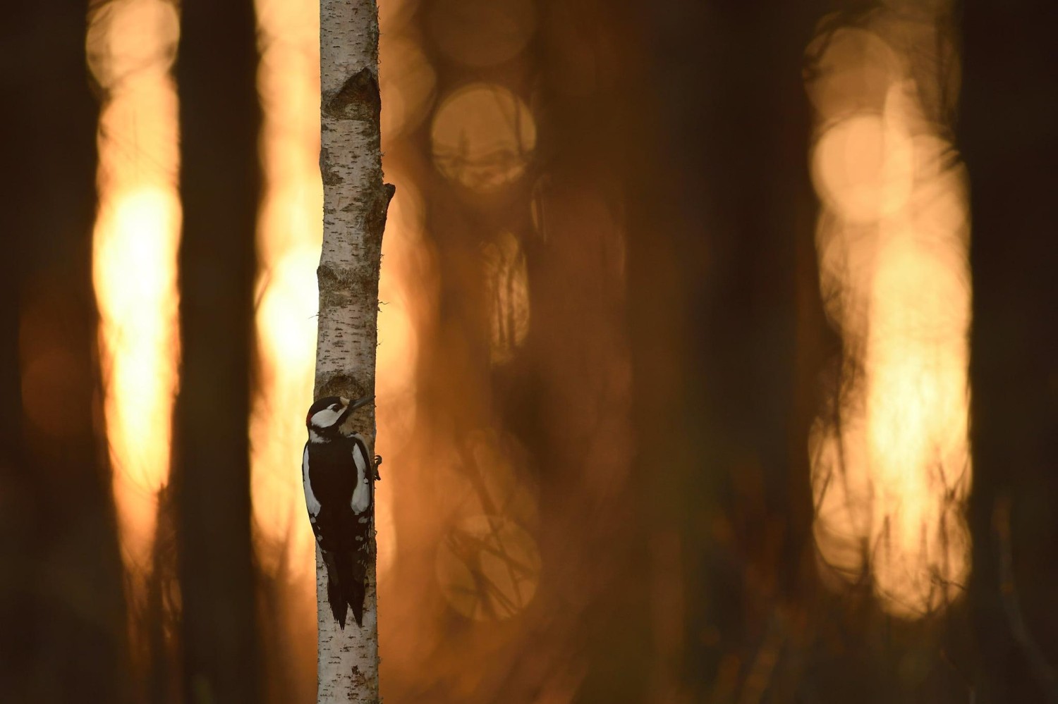 livebirdspoland_29335eb6a2304d7d48fd94bfa33360e6.jpg
